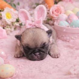 Fawn Girl - Fawn female Pug puppy in Tulsa, Oklahoma from Locust Creek Pugs