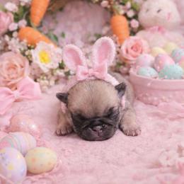 Fawn Girl - Fawn female Pug puppy in Tulsa, Oklahoma from Locust Creek Pugs