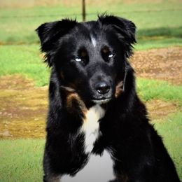 Gin - Australian Shepherd