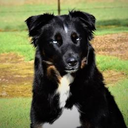 Gin - Australian Shepherd