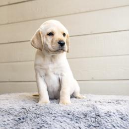 Girl 2 - Yellow female Labrador Retriever puppy in Minden, Nevada from Candyview Labradors