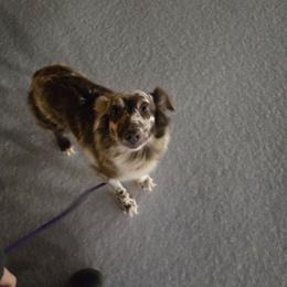 Fancy - Australian Shepherd