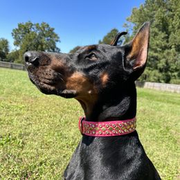 Livi - Doberman Pinscher