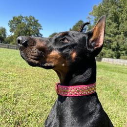 Livi - Doberman Pinscher