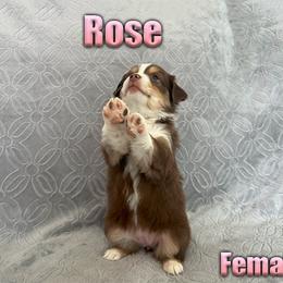 Miniature American Shepherd and Miniature Australian Shepherd Puppies from Regal Miniature American Shepherds | Regal Miniature Australian Shepherds