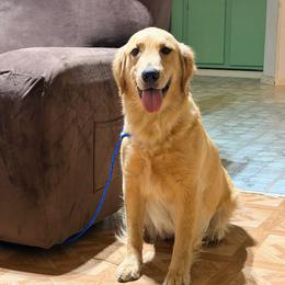 Savvy - Golden Retriever
