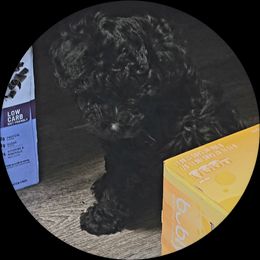 Maltipoo Puppies from Fasnacht Fuzzy Maltipoos LLC