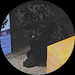 Maltipoo Puppies from Fasnacht Fuzzy Maltipoos LLC
