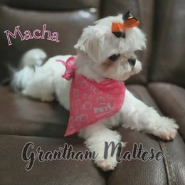 Maltese All Grown Up from Grantham Maltese