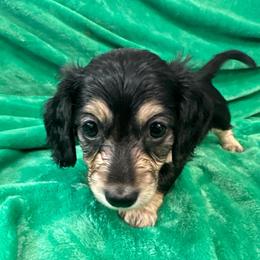 Tangerine - Black and cream female Dachshund puppy in Memphis, Tennessee from River City Doxies