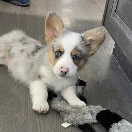 American Corgis and Pembroke Welsh Corgis from Creek Farm Corgis