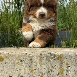 Female 1 - Red tri-color female Miniature American Shepherd puppy in Centerville, Washington from Turnin Heads
