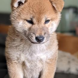 Shiba Inu Puppies from Jogoso Shibas