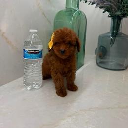 Rita - Red  female Poodle puppy in Mint Hill, North Carolina from DoodleForever