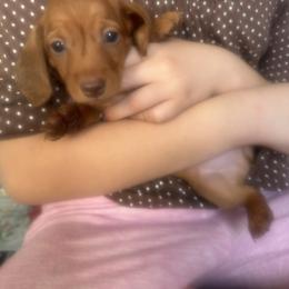 RUMBO - Red male Dachshund puppy in Polo, Missouri from Blue Tails Farm