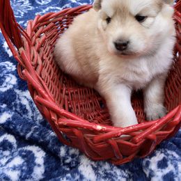 Pomsky and Siberian Husky Puppies from Cold Mountain Kennel