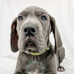 Dachshund, Great Dane, and Yorkshire Terrier Puppies from WZ Kennels