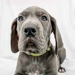 Dachshund, Great Dane, and Yorkshire Terrier Puppies from WZ Kennels