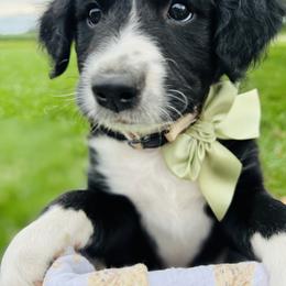 Aussiedoodle, Australian Mountain Doodle, Bernedoodle, and Poodle Puppies from Pear Tree Pups