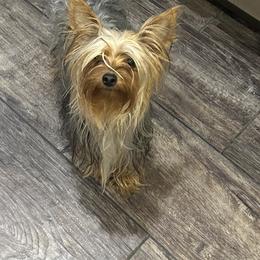 Yorkshire Terrier puppies from Weslynn Kennels
