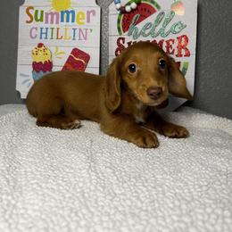 Little Lolly - Red female Dachshund puppy in Tahlequah, Oklahoma from Quick Little Dachshunds