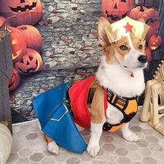 Pembroke Welsh Corgi All Grown Up from Brian Cayton