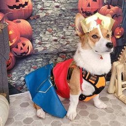 Pembroke Welsh Corgi All Grown Up from Brian Cayton