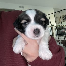 Boy 5 - Havanese puppy in Osceola, Indiana from LUV my HAVAMALT