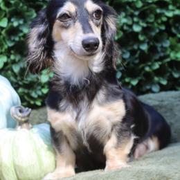 Heidi - Dachshund