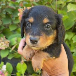 Black Collar Longhair - Black and tan male Dachshund puppy in Cottonwood, California from Circle C Farm