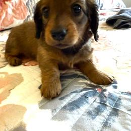 Dachshund Puppies from Devoted Doxies Cream Dachshund