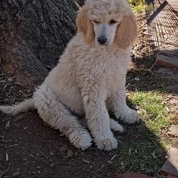 Chihuahua and Poodle Puppies from October Glory Standard Poodles