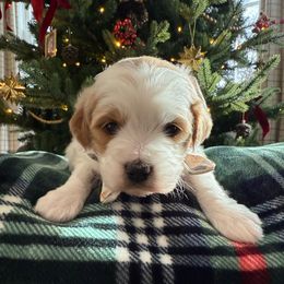 Parti girl - Parti female Goldendoodle puppy in Ridgewood, New Jersey from Jessie’s Doodles