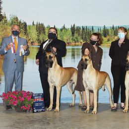 Great Dane All Grown Up from Great Alaskan Danes