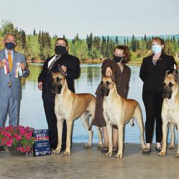Great Dane All Grown Up from Great Alaskan Danes