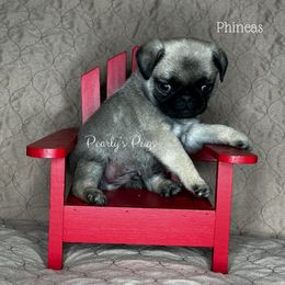 Phineas - Fawn male Pug puppy in Summerville, Georgia from Pearly’s Pugs & Pollywog Poodles