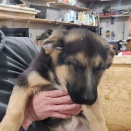 Female 2 - Bi-color German Shepherd puppy in Osage, Minnesota from Catensrd