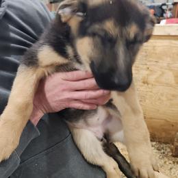 Female 2 - Bi-color German Shepherd puppy in Osage, Minnesota from Catensrd