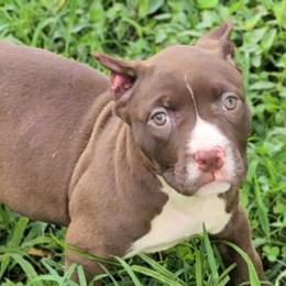 Chocolate Female 1 - Chocolate tri-color female American Bully puppy in Lexington, Kentucky from Deuce's Den