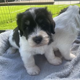 Polish Lowland Sheepdog Puppies from Ponavie PONs