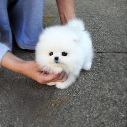 Pomeranian Puppies from Teddy-Faced Teacup Pomeranians