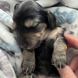 Sage - Black and cream female Dachshund puppy in Wisconsin from Lake Country Dachshunds
