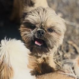 Chilaquil - Shih Tzu