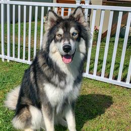 Cider - Siberian Husky