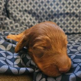 Boy 1 - Chocolate and tan male Dachshund puppy in New Castle, Colorado from Shaffers low riding weiners