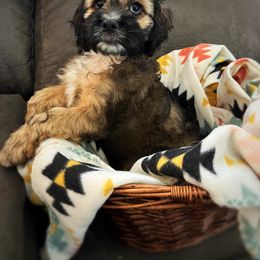 Thor - Sable male Cockapoo puppy in Calhoun, Georgia from Bri & Dar’s Beloved Doodles