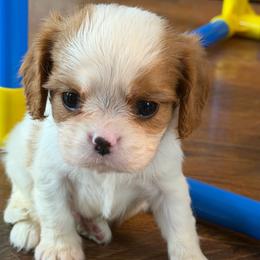 Riley - Blenheim male Cavalier King Charles Spaniel puppy in Kidder, South Dakota from Continental Cavaliers