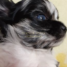 Chihuahua Puppies from Grace & Glory Chihuahuas