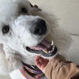 Poodles from Austin poodles