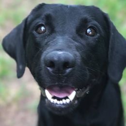 Labrador Retrievers from Bruce Smith's Labrador Retrievers